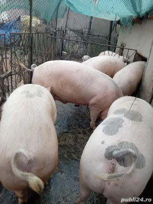 Porc de vanzare - imagine 3
