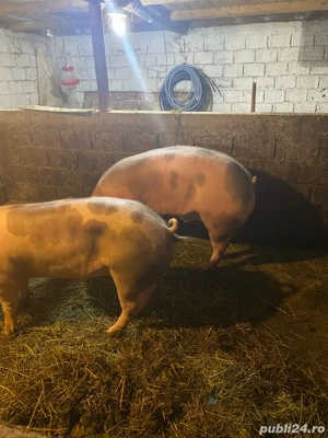 Vand porci - imagine 2