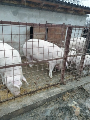 Vând porci 15 lei kg - imagine 7