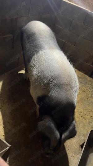 vand porc bazna .pret per kg