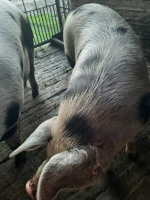 Porci crescuți natural - imagine 4