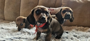 6 catelusi Dachshund  - imagine 5