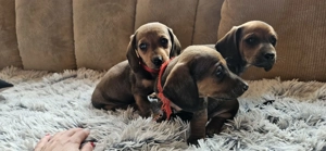 6 catelusi Dachshund  - imagine 4