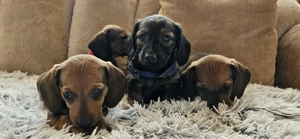6 catelusi Dachshund  - imagine 2