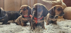 6 catelusi Dachshund  - imagine 3