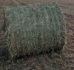 Balot de lucerna....