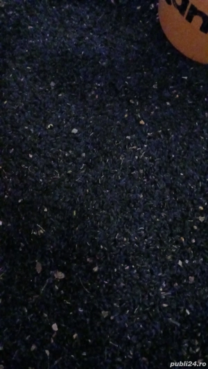 Seminte Floarea Soarelui