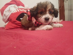 Bishoni de vânzare - imagine 3