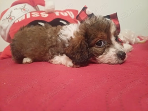 Bishoni de vânzare - imagine 3