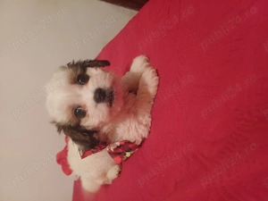 Bishoni de vânzare - imagine 2