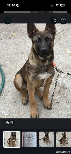 ciobanesc belgian - imagine 3