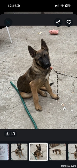 ciobanesc belgian - imagine 5