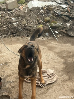 ciobanesc belgian - imagine 2