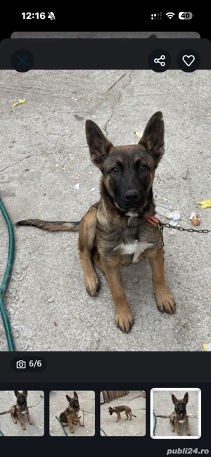 ciobanesc belgian - imagine 4