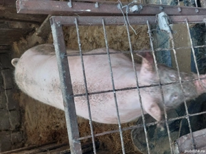 porci bio de carne,de vânzare  - imagine 3