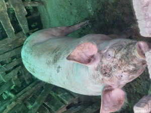 porci bio de carne,de vânzare 