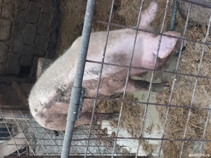 porci bio de carne,de vânzare  - imagine 2