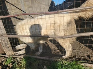 Schimb  berbec Ciobănesc de asia centrală  - imagine 2