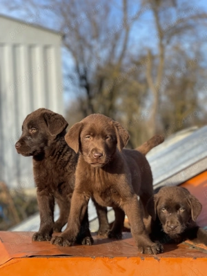 *Labrador Retriever Ciocolatiu !  - imagine 3
