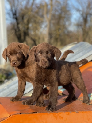 *Labrador Retriever Ciocolatiu !  - imagine 2