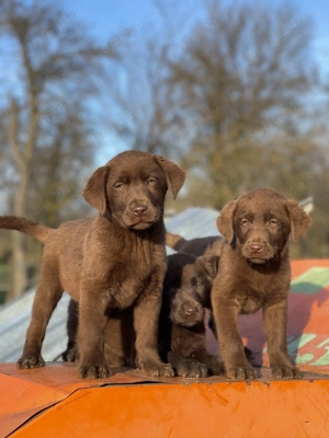 *Labrador Retriever Ciocolatiu !  - imagine 4