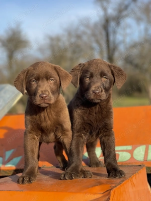 *Labrador Retriever Ciocolatiu !  - imagine 5
