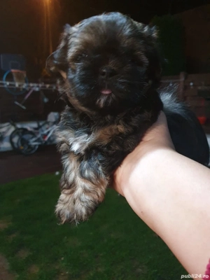Căței rasa Shi tzu băiețel  - imagine 2
