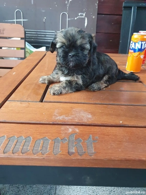 Căței rasa Shi tzu băiețel  - imagine 3