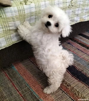 vând căței bichon 