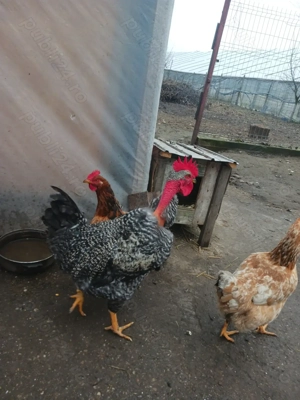 Cocoși de vânzare - imagine 2