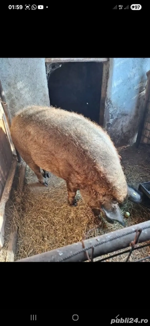 Porc de mangalița ,de curte ,preț 15lei kg în viu - imagine 3