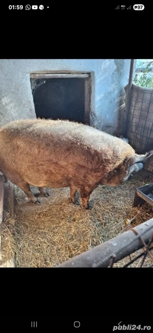 Porc de mangalița ,de curte ,preț 15lei kg în viu - imagine 4