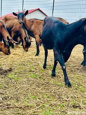 Alpina Franceza - imagine 3