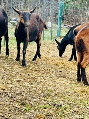 Alpina Franceza - imagine 2