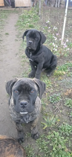 Cane corso italiano  - imagine 2