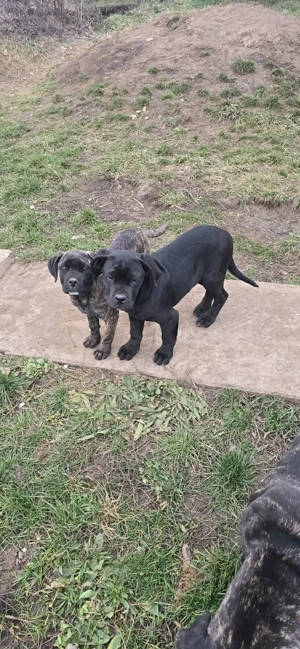 Cane corso italiano  - imagine 3