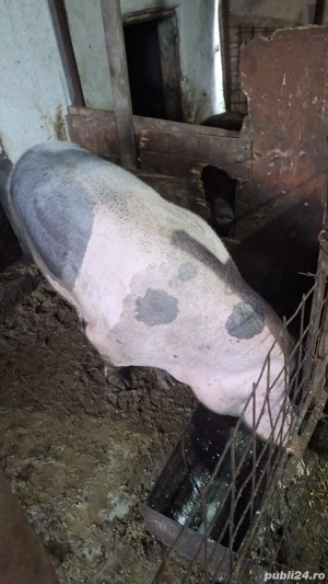 Porc de curte ,rasă de carne, preț 17leikg in viu sau 20lei kgtăiat - imagine 4