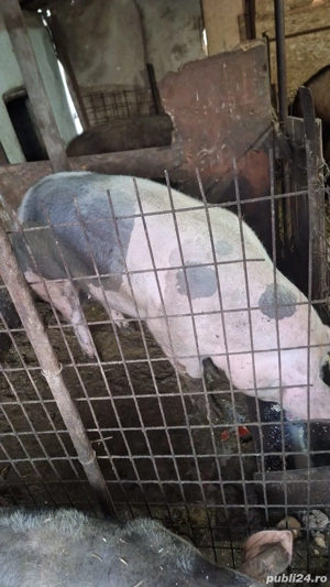 Porc de curte ,rasă de carne, preț 17leikg in viu sau 20lei kgtăiat - imagine 2