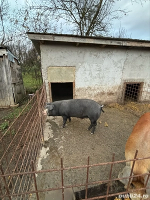 vand porc  - imagine 2