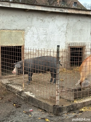 vand porc  - imagine 3