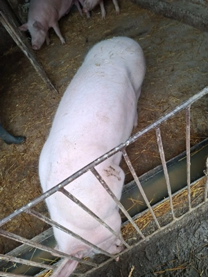 Vand porci de carne pentru masa de Crăciun  - imagine 2