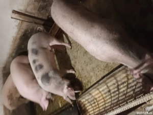 porc de vanzare - imagine 2