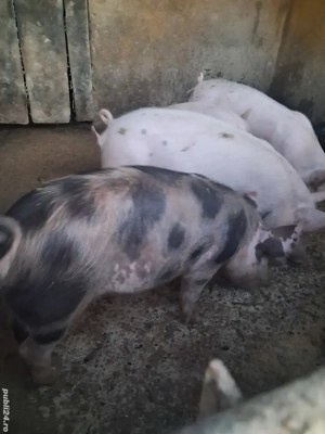 de vânzare 4 șoldănei 13 săptămâni ofer transport 