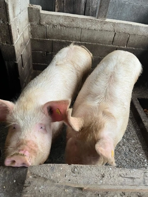 De Vânzare 14 Lei Kg 