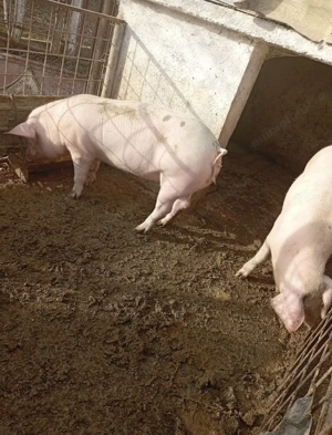 Porci 80-90KG de țară - imagine 2