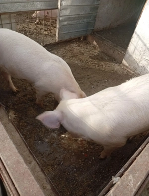 Porci 80-90KG de țară - imagine 3