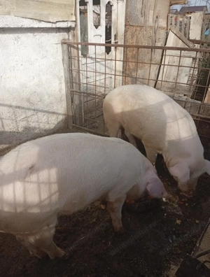 Porci 80-90KG de țară - imagine 4