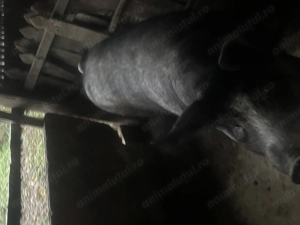 Porc 270-280KG de țară - imagine 2