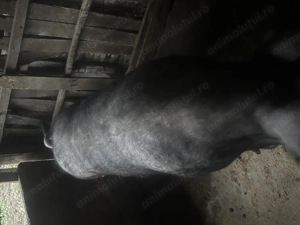 Porc 270-280KG de țară - imagine 3