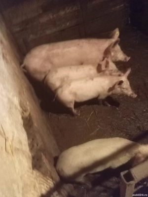 purcei de vânzare  - imagine 2